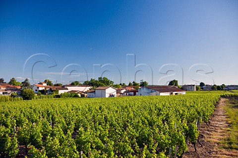 Chteau Les Grands Chnes and vineyards StChristolyMdoc Gironde France Mdoc  Bordeaux