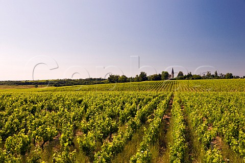 Chteau Verdignan and its vineyards StSeurindeCadourne Gironde France HautMdoc  Bordeaux