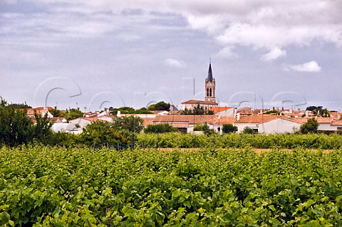 Vineyards at La CouardesurMer Ile de R CharenteMaritime France