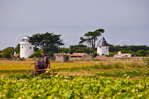Old lighthouse and windmill with vineyards near ArsenR Ile de R CharenteMaritime France