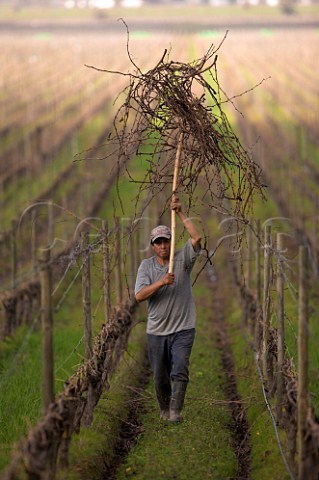 Worker carrying Cabernet Sauvignon vine prunings in the Clos Apalta vineyard of  Casa Lapostolle Colchagua Valley Chile