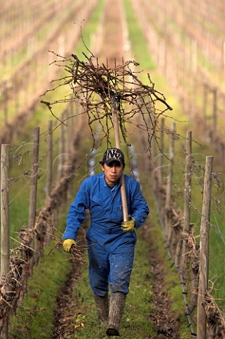 Worker carrying Cabernet Sauvignon vine prunings in the Clos Apalta vineyard of  Casa Lapostolle Colchagua Valley Chile