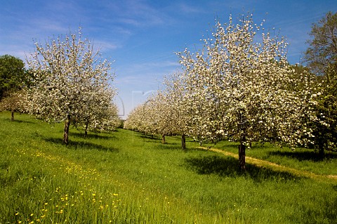 Apple orchard at blossom time Compton Dando Somerset England