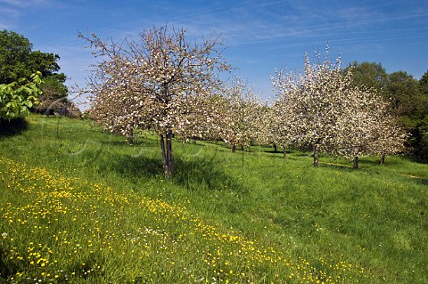 Apple orchard at blossom time Compton Dando Somerset England
