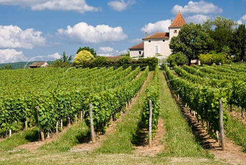 Vineyard of Chteau Tour Labrunie Parnac Lot France Cahors