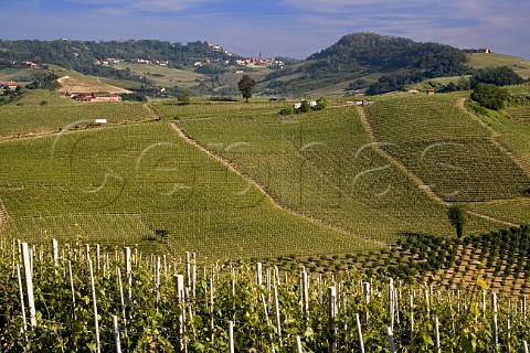 The Cannubi vineyard at Barolo with Monforte dAlba in the distance   Piemonte Italy Barolo