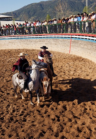 Two Huasos chasing a cow at a rodeo Lolol Colchagua Chile