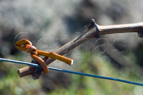 Vine tied to wire with traditional osier in vineyard of Couvent des Jacobins Stmilion Gironde France Saintmilion  Bordeaux