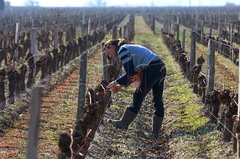Julia Raymond tying up vines with traditional osier in vineyard of Couvent des Jacobins Stmilion Gironde France Saintmilion  Bordeaux