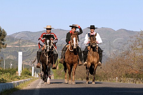 Huasos riding on the Apalta road towards Cunaco for a rodeo Colchagua Chile