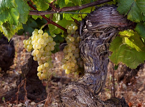Chardonnay grapes on old vine in vineyard at MontagnylsBuxy SaneetLoire France Montagny  Cte Chalonnaise