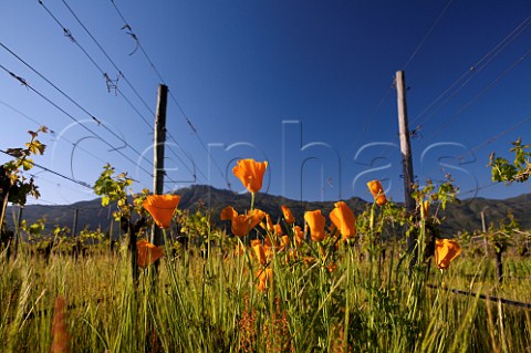 Spring poppies flowering amidst Merlot vines in   Clos Apalta vineyard of Lapostolle   Colchagua Valley Chile