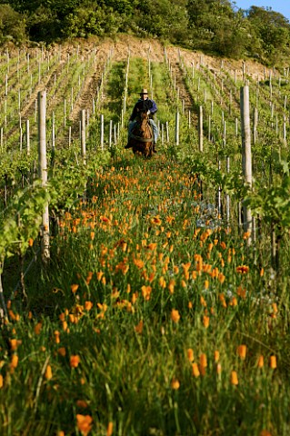 Worker riding through Carmenre vines in Clos Apalta vineyard of Lapostolle  Colchagua Valley Chile