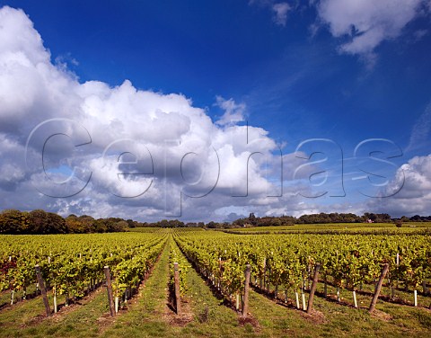 Tillington vineyard of Nyetimber Tillington near Petworth Sussex England