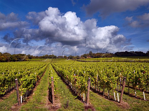 Tillington vineyard of Nyetimber Near Petworth Sussex England