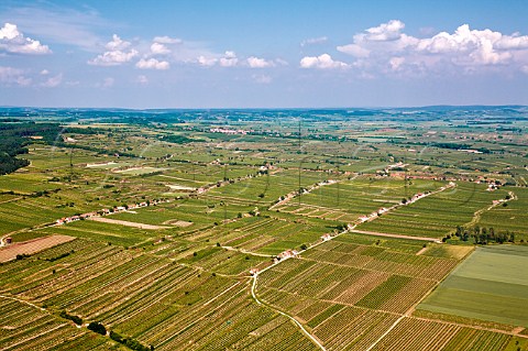 Vineyards near Engabrunn Austria Wagram