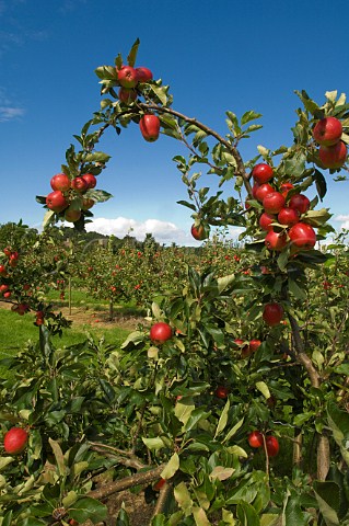 Katy cider apples Thatchers Cider Orchard Sandford Somerset England