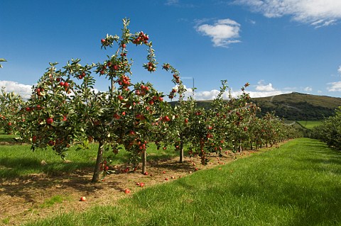 Katy cider apples Thatchers Cider Orchard Sandford Somerset England