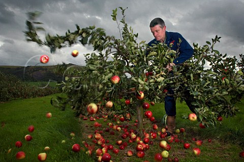 Harvesting Katy cider apples by shaking the tree Thatchers Cider Orchard Sandford Somerset England