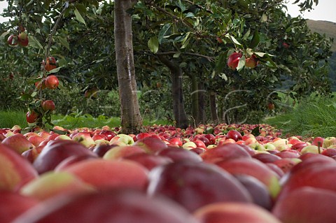 Katy cider apples awaiting collection after being shaken from the trees Thatchers Cider Orchard Sandford Somerset England