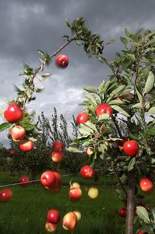 Katy cider apples being harvested by shaking the tree Thatchers Cider Orchard Sandford Somerset England