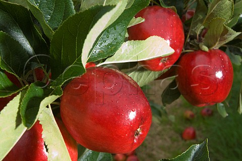 Closeup of Katy cider apples Thatchers Cider Orchard Sandford Somerset England