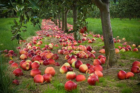 Katy cider apples awaiting collection after being shaken from the trees Thatchers Cider Orchard Sandford Somerset England