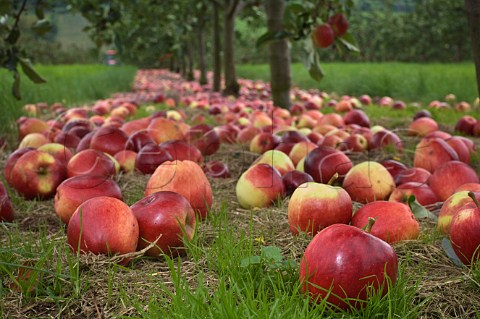 Katy cider apples awaiting collection after being shaken from the trees Thatchers Cider Orchard Sandford Somerset England