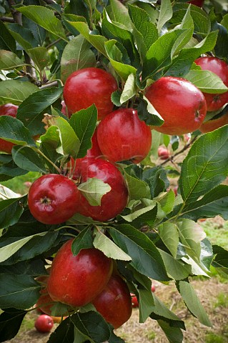 Closeup of Katy cider apples Thatchers Cider Orchard Sandford Somerset England