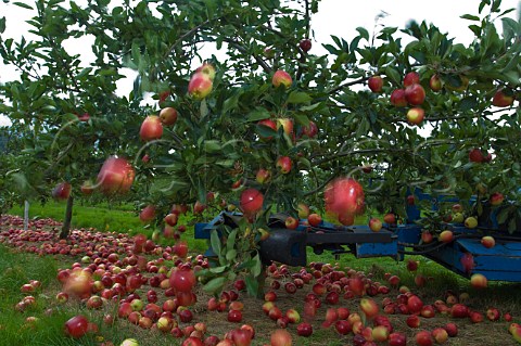 Machine harvesting Katy cider apples by shaking the trees Thatchers Cider Orchard Sandford Somerset England