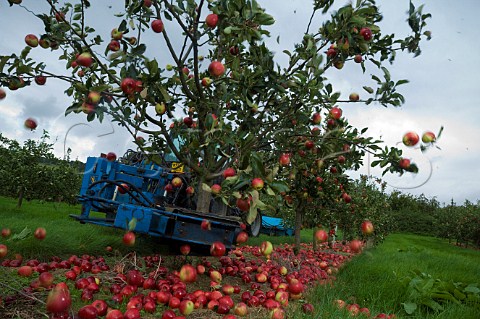 Machine harvesting Katy cider apples by shaking the trees Thatchers Cider Orchard Sandford Somerset England