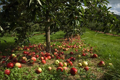 Katy cider apples awaiting collection after being shaken from the trees Thatchers Cider Orchard Sandford Somerset England