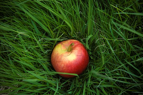 Katy cider apple awaiting collection after being shaken from the tree Thatchers Cider Orchard Sandford Somerset England