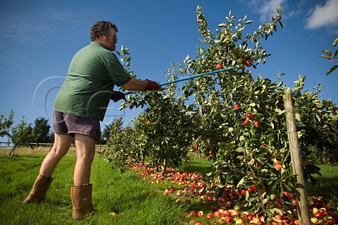 Harvesting remaining Katy cider apples after shaking the tree Thatchers Cider Orchard Sandford Somerset England