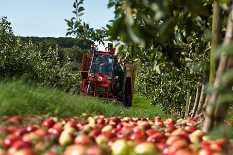 Machine gathering Katy cider apples Thatchers Cider Orchard Sandford Somerset England