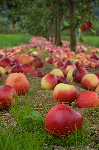 Katy cider apple awaiting collection after being shaken from the tree Thatchers Cider Orchard Sandford Somerset England