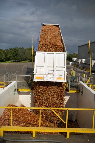 Unloading trailer of machineharvested cider apples into receiving hopper at Thatchers Cider Orchard Sandford Somerset England