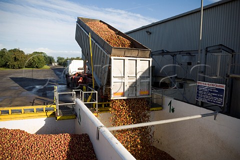 Unloading trailer of machineharvested cider apples into receiving hopper at Thatchers Cider Orchard Sandford Somerset England