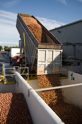 Unloading trailer of machineharvested cider apples into receiving hopper at Thatchers Cider Orchard Sandford Somerset England