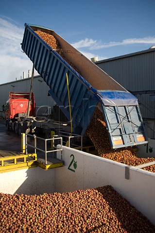 Unloading trailer of machineharvested cider apples into receiving hopper at Thatchers Cider Orchard Sandford Somerset England