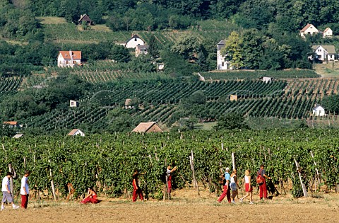Students of the School of Viticulture among vineyards near Villany Hungary Villany
