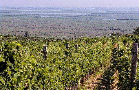 Spern Steiner vineyard of Weninger Winery beside Neusiedlersee Sopron Hungary Sopron  Balf