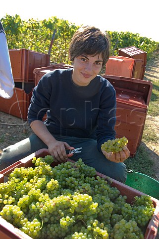 Girl with Chardonnay grapes during harvest in vineyard of VoirinJumel Cramant Marne France Cte des Blancs  Champagne