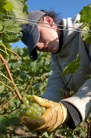 Woman picking grapes for VoirinJumel Cramant Marne France   Cte des Blancs  Champagne