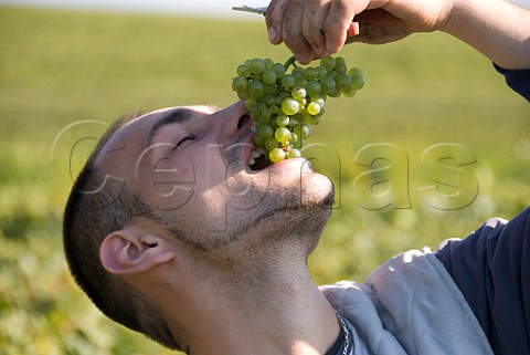 Picker tasting Chardonnay grapes in vineyard of VoirinJumel Cramant Marne France Cte des Blancs  Champagne