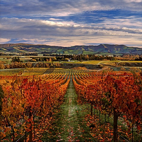 Hillside Pinot Noir vineyards of Greystone Wines Waipara Canterbury New Zealand
