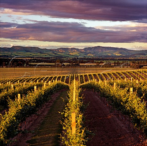 View over vineyards of Camshorn to the  Waipara Valley Canterbury New Zealand  Waipara