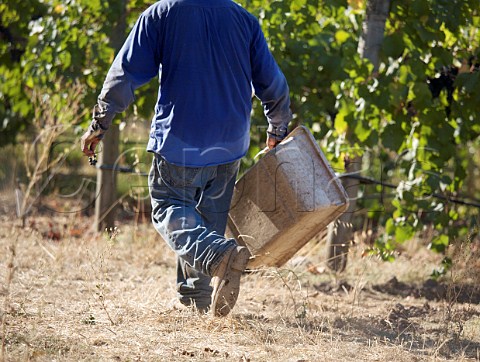 Harvesting Syrah grapes in vineyard at Oakville Napa Valley California