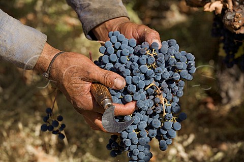 Picker holding bunch of Cabernet Sauvignon grapes  Oakville Napa Valley California