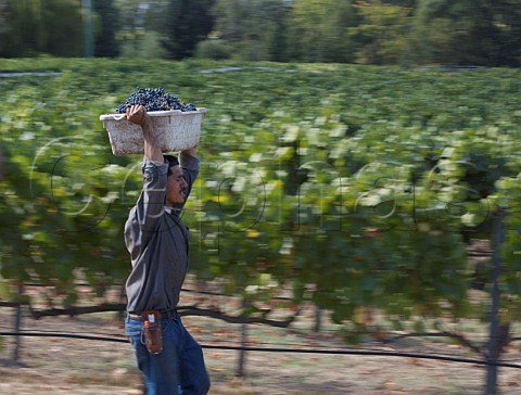 Harvesting Cabernet Sauvignon grapes in vineyard at Oakville Napa Valley California